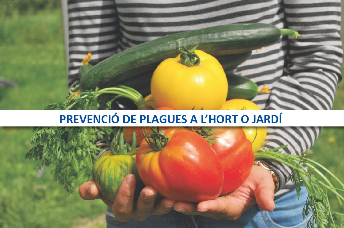 prevenir plagues